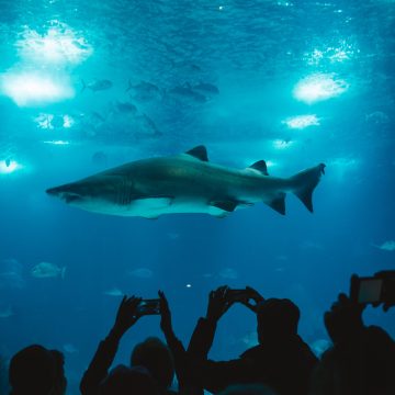 Encounter Ocean Wonders in the Desert: Your Complete Guide to the Shark Reef Aquarium in Las Vegas