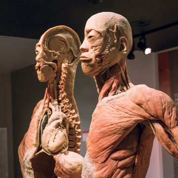 “Unveiling the Marvels Within: Your Insider’s Guide to the REAL BODIES Exhibition at Horseshoe Las Vegas”